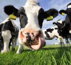 Milk quotas to end within days, but why were they introduced?