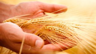 Environment MEPs oppose national GMO import bans proposal