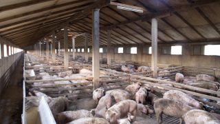 Increased US pigmeat production anticipated