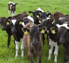 Over 87,000 extra dairy calves born so far this spring