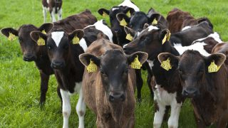 Over 87,000 extra dairy calves born so far this spring