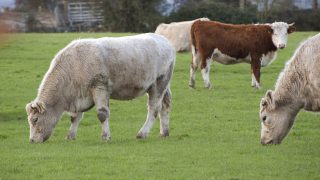 European farmers warn of poor prospects in EU beef sector