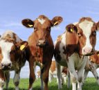 How to effectively control Johne's Disease - AHI
