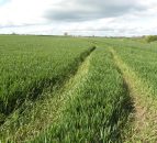 'Tillage farmers can look forward to a positive grain yield this year'