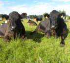 Cull cow prices recovering across the EU