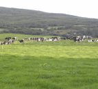 We did not pass on the full impact of dairy markets last year - Dairygold