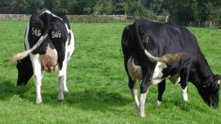 ‘Dairy sector should explore all-island exporting opportunities’