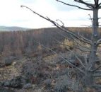 Fire service warns of heightened risk of gorse fires with current weather