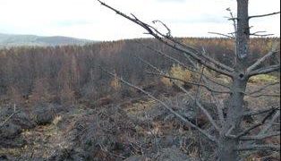 Fire service warns of heightened risk of gorse fires with current weather