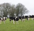 The grass is no longer greener on the agri side of the fence in Northern Ireland