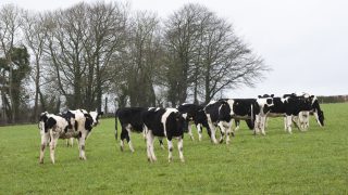 The grass is no longer greener on the agri side of the fence in Northern Ireland
