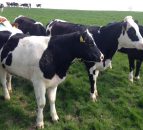 Simple things done right on country's top dairy farm