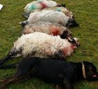 Sheep worrying: Under-reporting only allows it to be brushed under the carpet