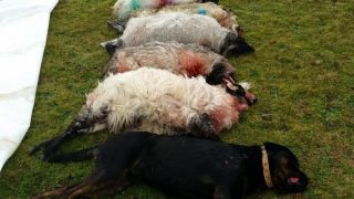 Solution to dog attacks rests fairly and squarely with owners – Minister
