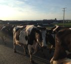 ‘We are not in the business of supporting inefficient dairy farms’
