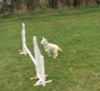 Wooly jumper - meet the lamb that thinks it's a horse
