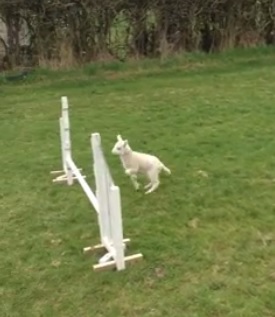Lamb thinks its a horse
