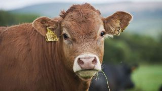 Limousin and Charolais lead the way in Northern calf registrations