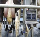 EU milk production continues to soar in January