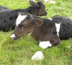 Key tips to maximise growth rates from calves fed powder milk