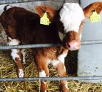 Six steps to prevent animal exposure to BVD during the breeding season
