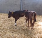 Straw prices continue to average close to €20/bale