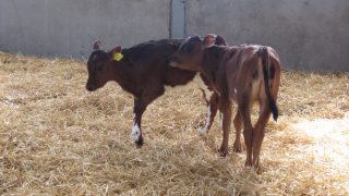 Straw prices continue to average close to €20/bale