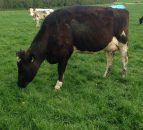 'New dairy entrants need a 