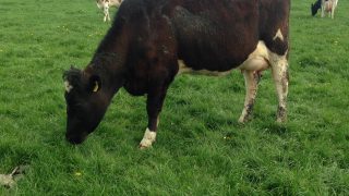 ‘New dairy entrants need a “big bang” approach’
