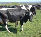 How to manage a second dairy farm 70km away