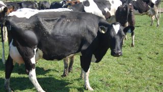 How to manage a second dairy farm 70km away