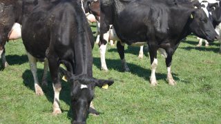UK experts: ‘If good Irish dairy farmers cannot make a profit who else in Europe can?’