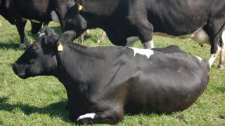 How to manage high-yielding dairy cows at grass