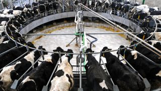 New Zealand PM says he won’t subsidise dairy industry
