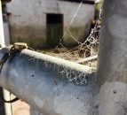 Farmer banned from keeping commercial livestock for 5 years