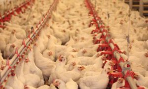23,000 birds destroyed in the UK following suspected case of bird flu