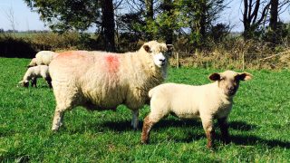 Wool trading at €1.30/kg but lower oil prices drive competitors’ prices down
