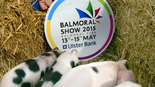 Video: Day 2 at Balmoral Show