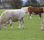 How to assess the liver fluke risk on your farm