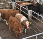 ROI/NI steer price differential narrows to 36.3p/kg