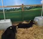 Young farmers have the chance to rear six calves and win £6,000