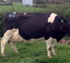 A Kiwi cow has sold for over €13,000 at auction