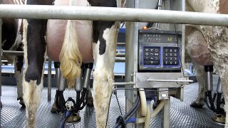 EU skimmed milk powder prices creeping to intervention level