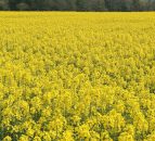 Report says GM crops benefit smaller farms most around the world