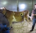 Holy cow: Window in cow's side shows what cud happen during digestion!