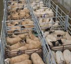 Irish sheepmeat exports to UK back on December 2014 levels