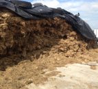 Silage quality improves slightly but huge variation in samples - Glanbia