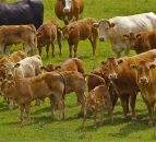Over 21,000 more calves registered in Northern Ireland so far this year