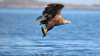 Record number of white-tailed eagles successfully fledged across the country