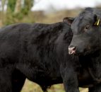Why you should vaccinate the bull as well as the whole herd